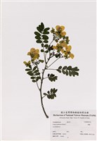 藏品(黃槐)的圖片